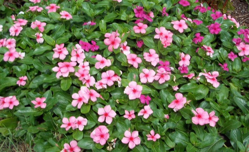 vinca