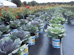 1 Gal Ornamental Cabbage