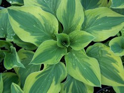 Hosta