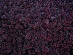 Perennial Sedum