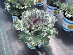 1 Gal Ornamental Kale