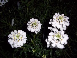 Candytuft