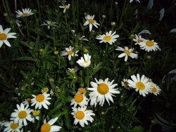 Shasta Daisy