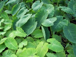 Colocasia Elephant Ears