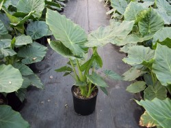 Upright Alocasia Elephant Ear