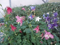 Columbine Mix