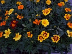 Disco Marigolds