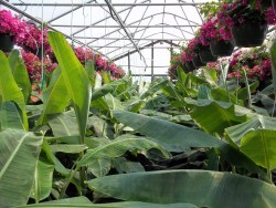 Green Banana Trees