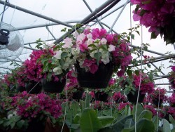 Bougainvillea Baskets