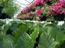 Elephant Ears and Bougainvilleas