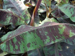 Red and Green Banana Tree