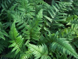 Korean Rock Fern
