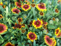 Gaillardia