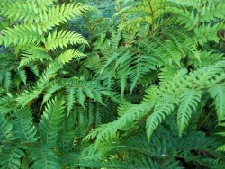 Australian Tree Fern