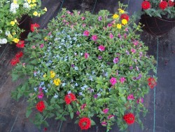 Combination Planter