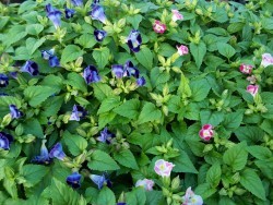 Blue and Pink Torenia
