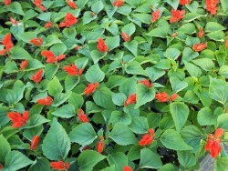 Red Salvia