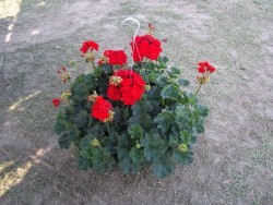 Geranium Basket