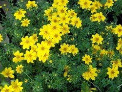 Bidens