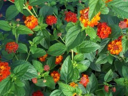 Lantana