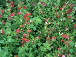 Perennial Salvia