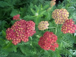 Achillea