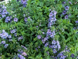 Angelonia