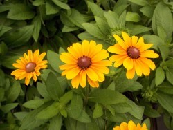 Rudbeckia Daisy