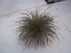 Pennisetum Purple Fountain Grass