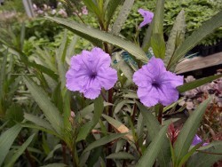 Ruellia Mexican Petunia