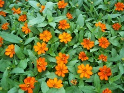 Profusion Zinnia