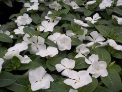 White Vinca