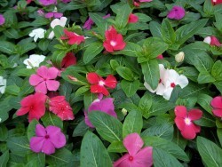 Mixed Vinca
