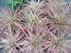 Pennisetum Fireworks