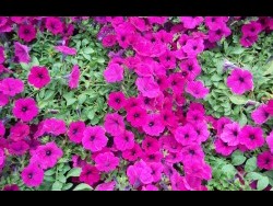 Purple Wave Petunia