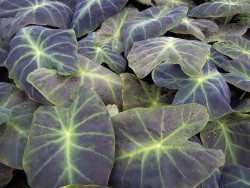 Black Elephant Ear