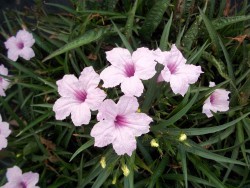 Ruellia Pink