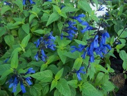 Salvia Black & Blue