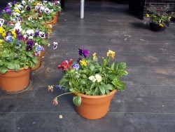 Pansy Pot