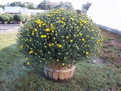 1/2 Bushel Basket Mum