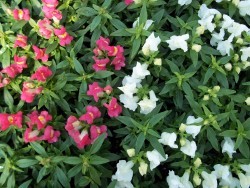 Snapdragons