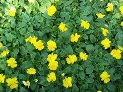 Clear Yellow Viola