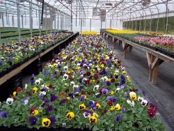 Majestic Giant Pansies