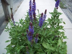Perennial Blue Salvia