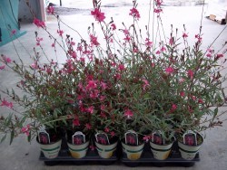 Pink Gaura