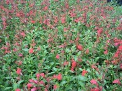Greggii Red Perennial Salvia