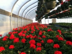 Red Geraniums