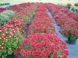 Red Garden Mums