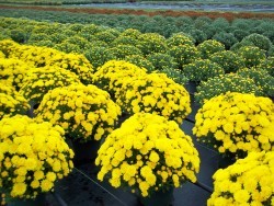 Yellow Mums