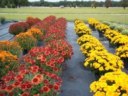 Orange, Bronze, Yellow Mums